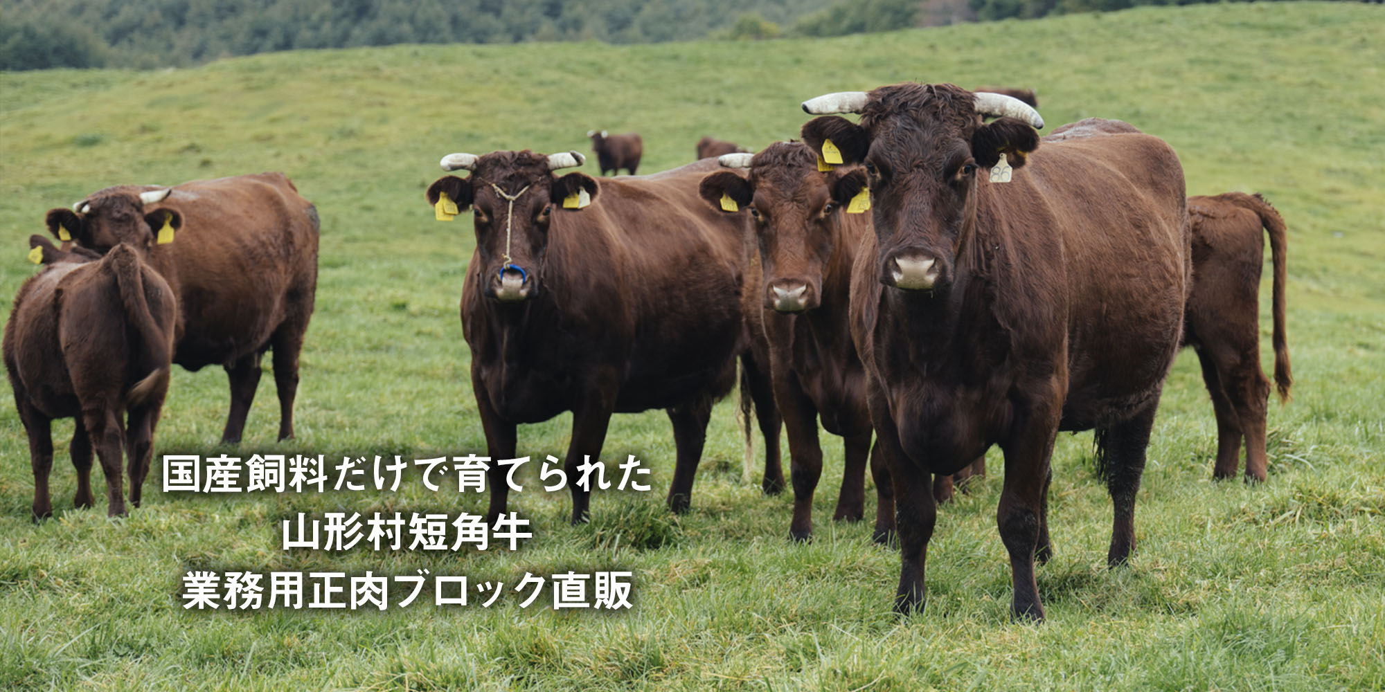 国産飼料たけで育てられた山形村短角牛　業務用正肉ブロック直販